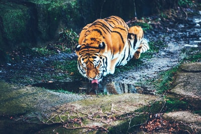 棕色虎饮用水
